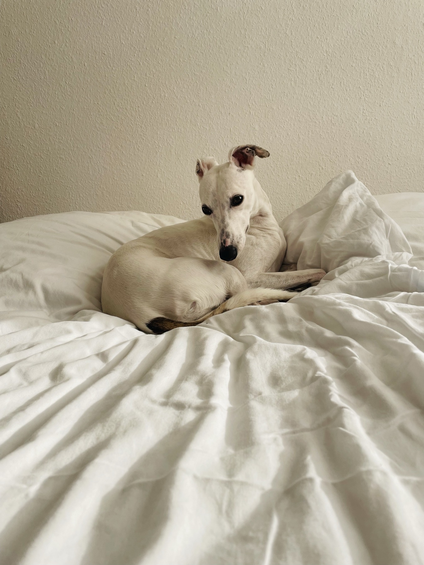 Praxishund Lou, ein Windhund